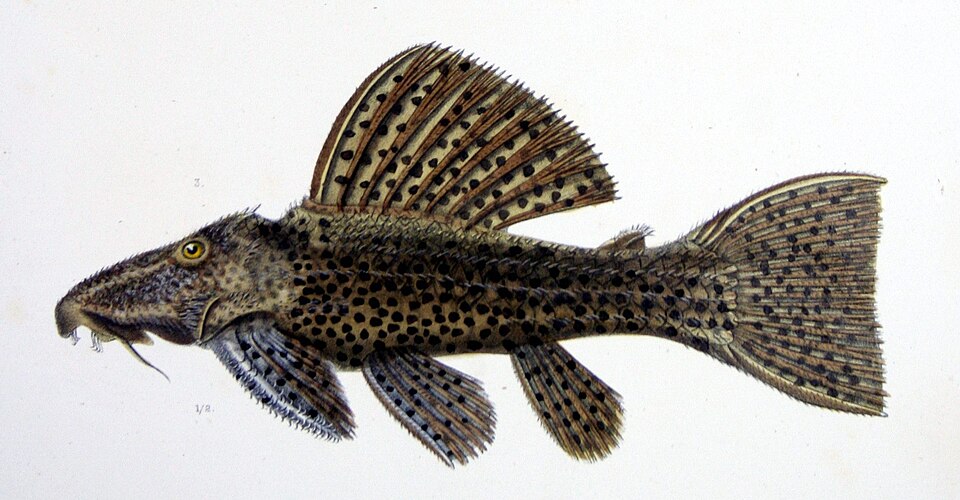 Typhoon Pleco LDA105 ' (Pseudacanthicus sp.)