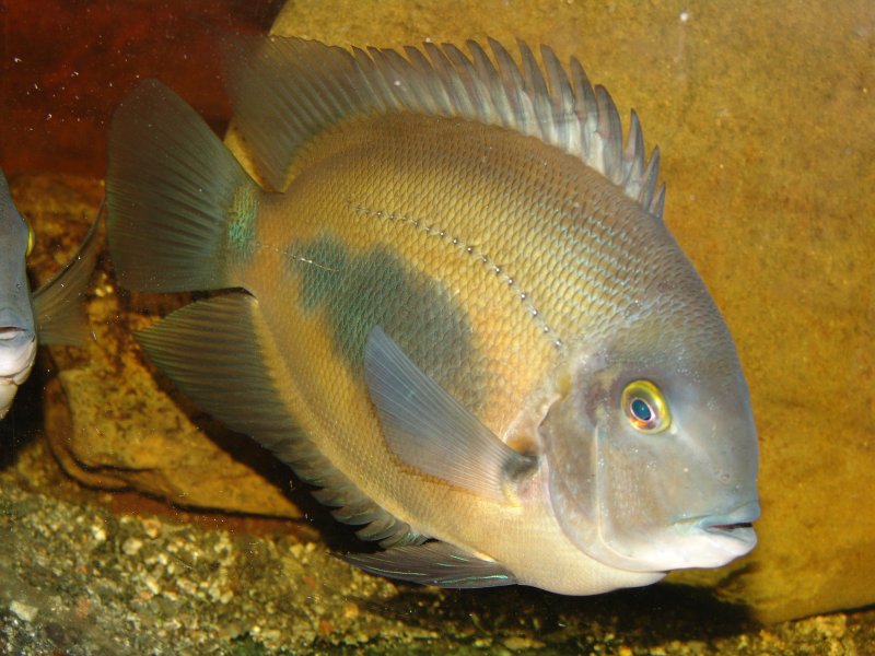 CUTE UARU CICHLID 1 to 1.5" UNSEXED (Uaru amphiacanthoides)
