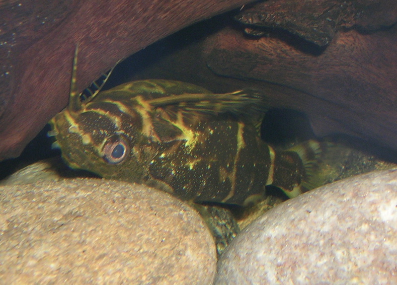 Upside-down catfish