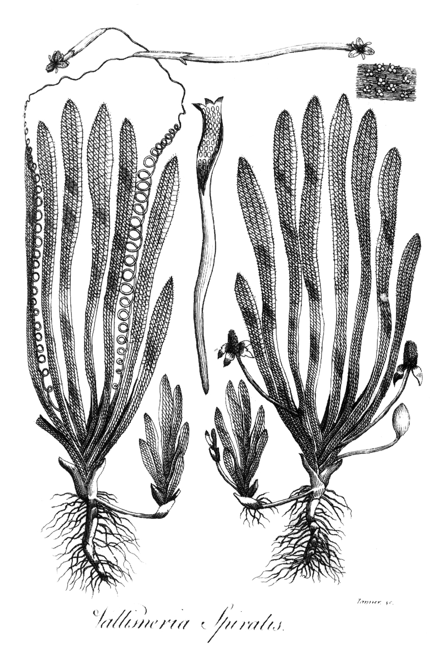 Vallisneria (Vallisneria spp.)