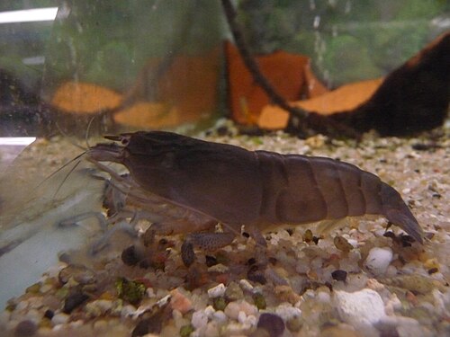 Vampire shrimp (Atya gabonensis)