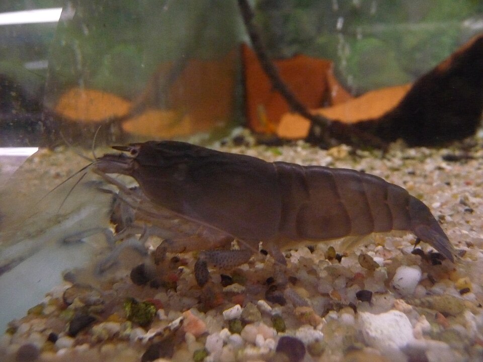 Vampire shrimp (Atya gabonensis)