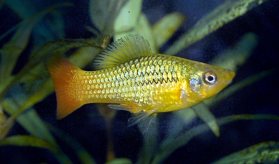 Variatus platy (Xiphophorus variatus)