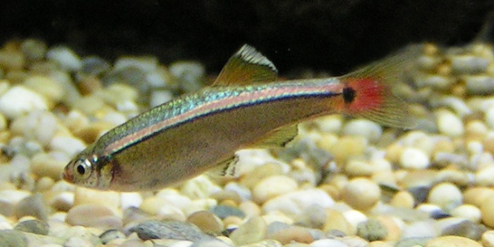 White Cloud Mountain minnow (Tanichthys albonubes)