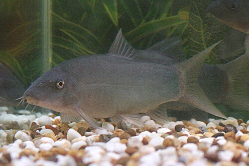 GREAT REDTAIL BOTIA MEDIUM (Yasuhikotakia modesta)