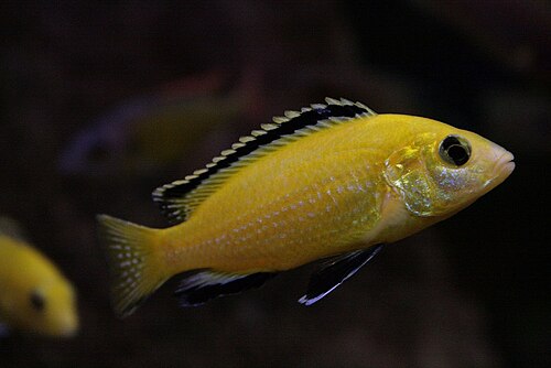 Yellow lab cichlid