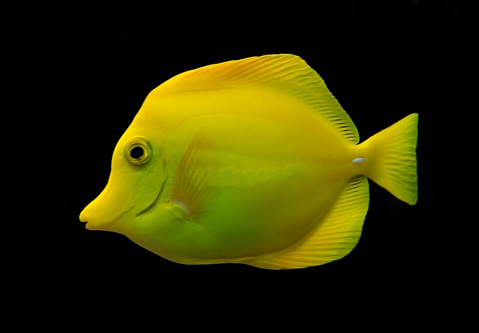 Yellow tang (Zebrasoma flavescens)