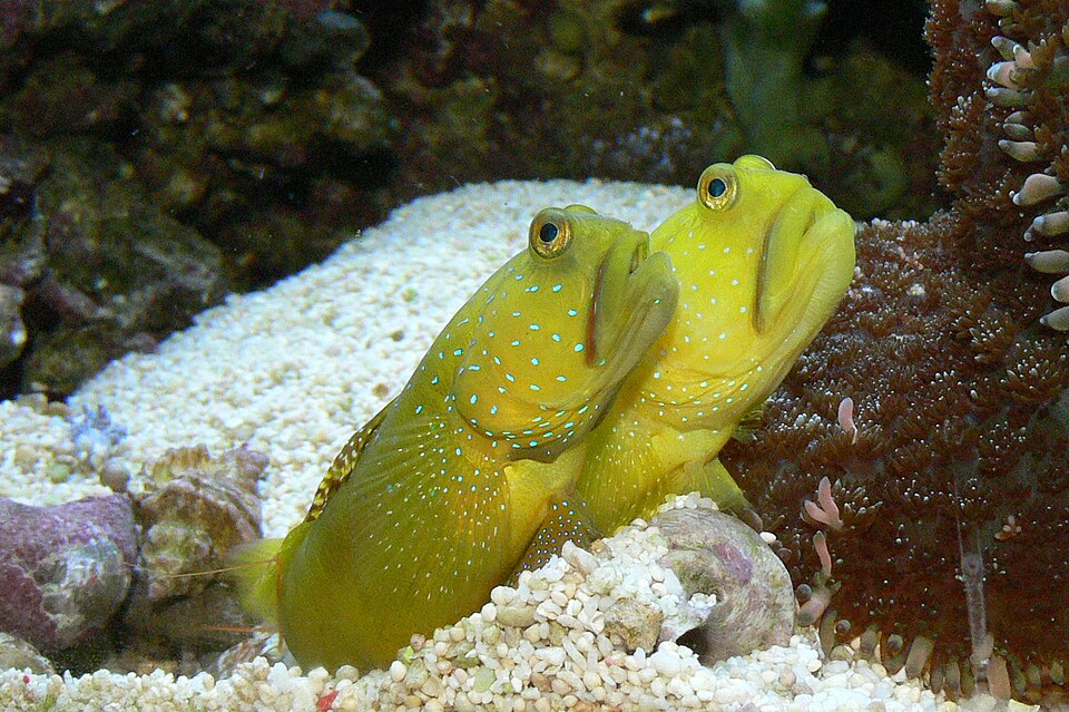 Yellow watchman goby (Cryptocentrus cinctus)