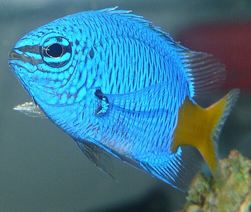 Yellowtail damselfish