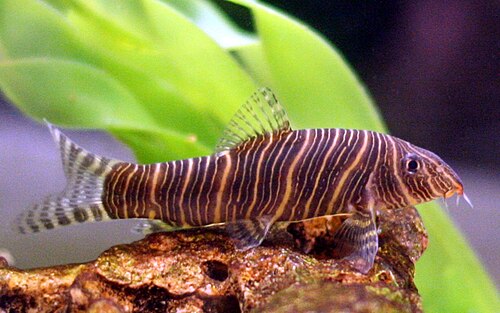 Zebra loach (Botia striata)