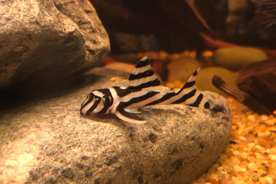 Zebra pleco (L046) (Hypancistrus zebra)