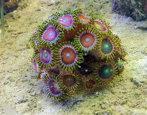 Zoanthids (Zoanthus spp.)